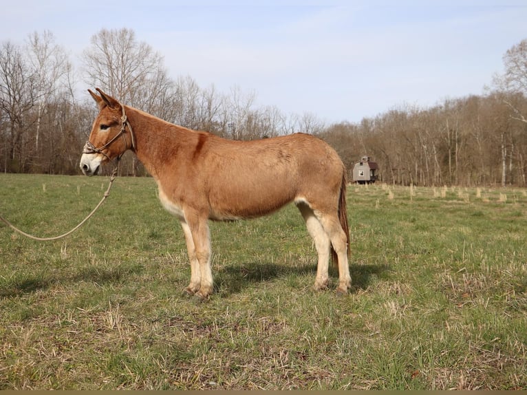 American Quarter Horse Wallach 10 Jahre Falbe in Hillsboror KY