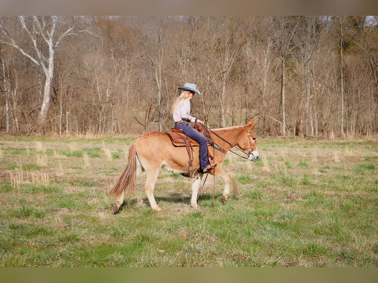 American Quarter Horse Wallach 10 Jahre Falbe in Hillsboror KY