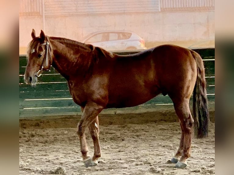 American Quarter Horse Wallach 10 Jahre Fuchs in WrocławWrocław