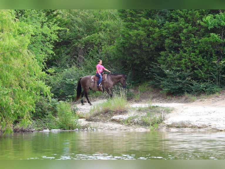 American Quarter Horse Wallach 10 Jahre Grullo in Forney