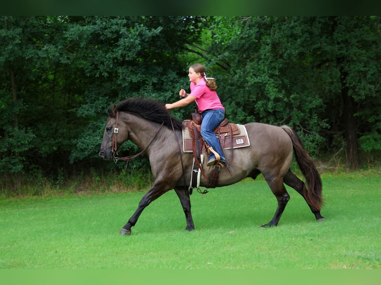 American Quarter Horse Wallach 10 Jahre Grullo in Forney