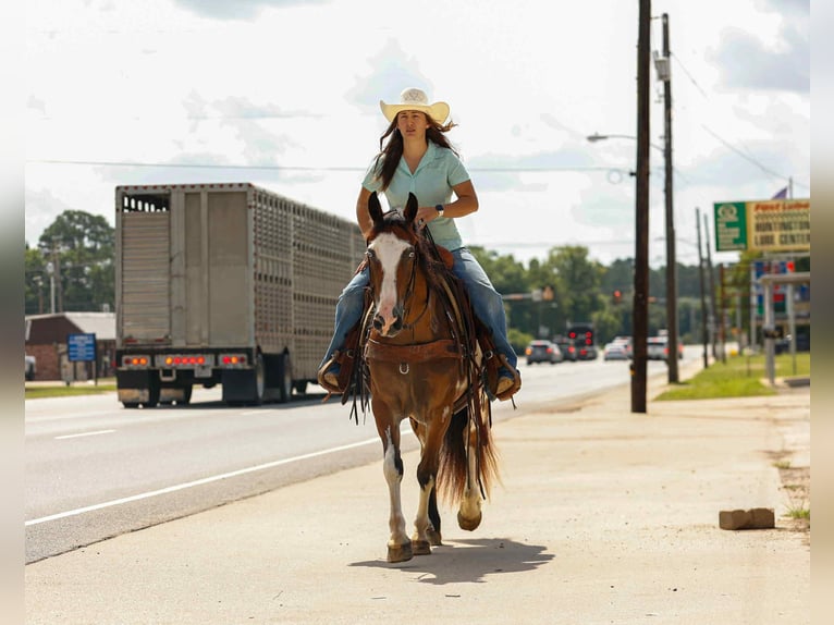 American Quarter Horse Wallach 10 Jahre Overo-alle-Farben in Rusk TX