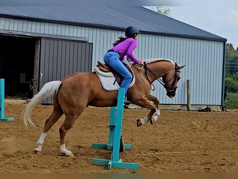 American Quarter Horse Wallach 10 Jahre Palomino in Robards