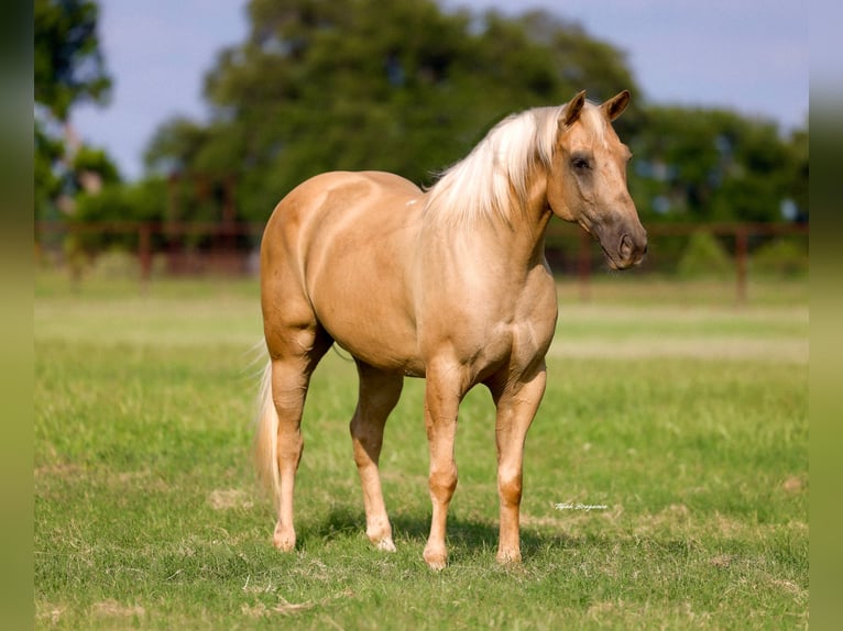 American Quarter Horse Wallach 10 Jahre Palomino in Weatherford