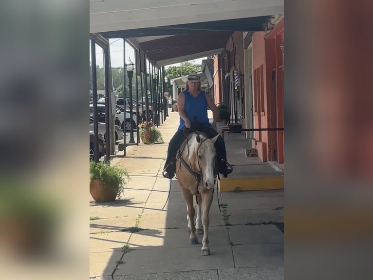 American Quarter Horse Wallach 10 Jahre Palomino in Henderson