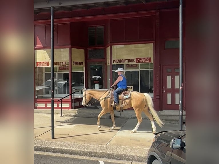 American Quarter Horse Wallach 10 Jahre Palomino in Henderson