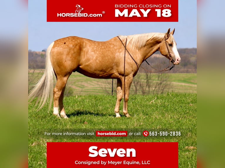 American Quarter Horse Wallach 10 Jahre Palomino in La Motte