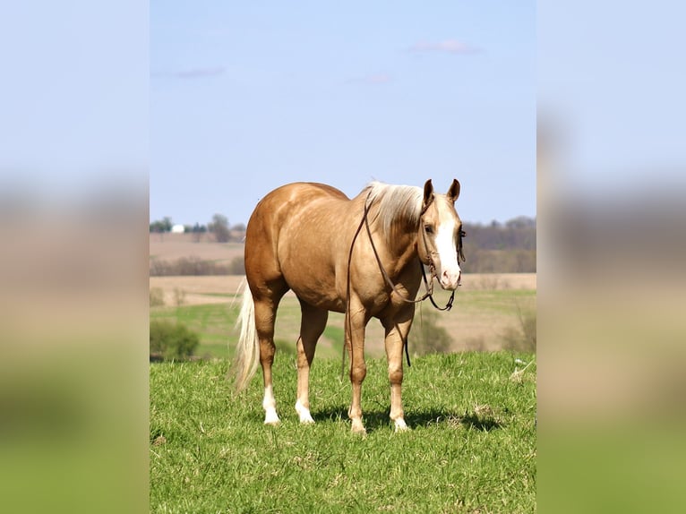 American Quarter Horse Wallach 10 Jahre Palomino in La Motte