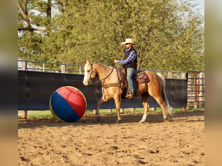 American Quarter Horse Wallach 10 Jahre Palomino in La Motte