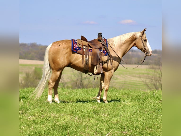 American Quarter Horse Wallach 10 Jahre Palomino in La Motte