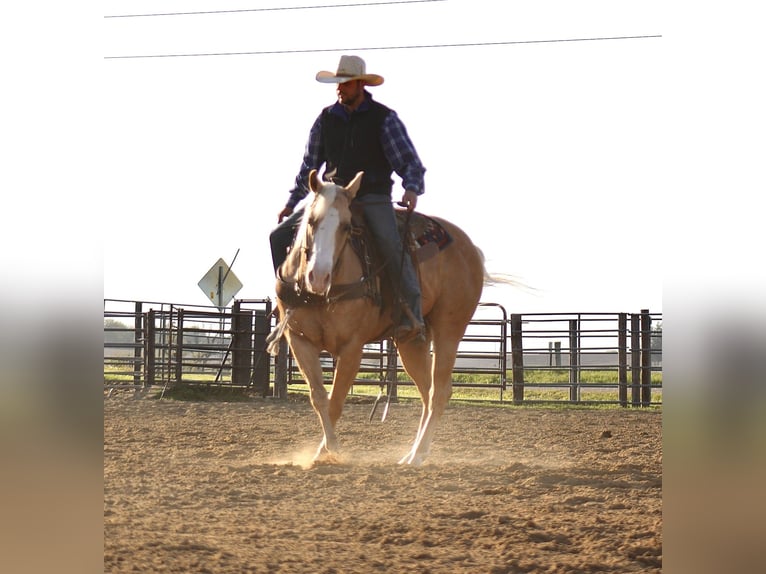 American Quarter Horse Wallach 10 Jahre Palomino in La Motte