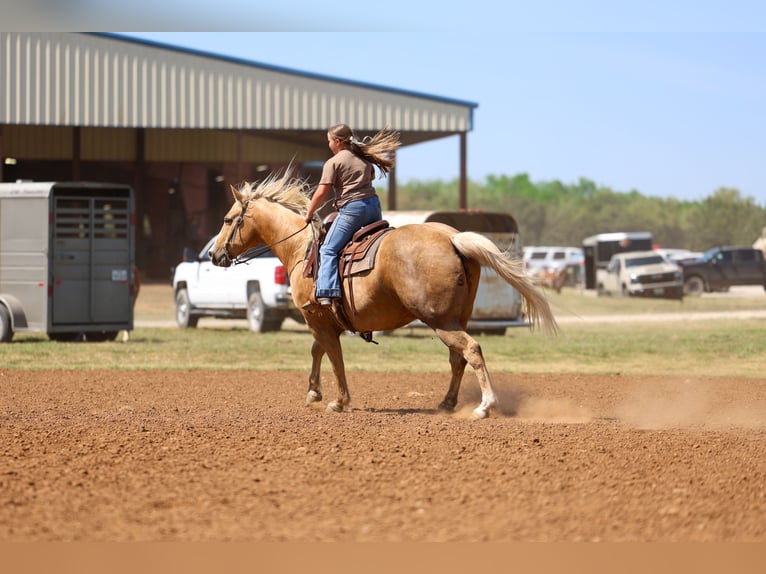American Quarter Horse Wallach 10 Jahre Palomino in Terrell