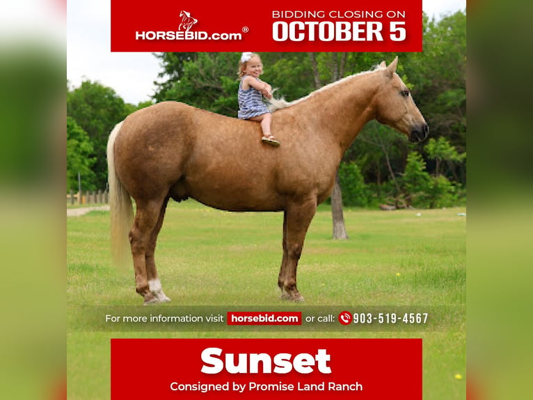 American Quarter Horse Wallach 10 Jahre Palomino in Terrell