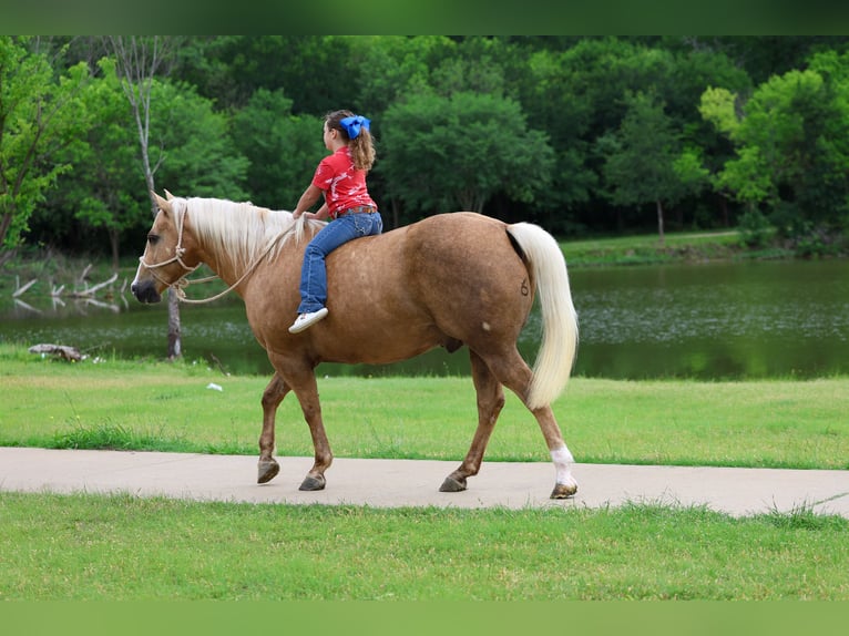 American Quarter Horse Wallach 10 Jahre Palomino in Terrell