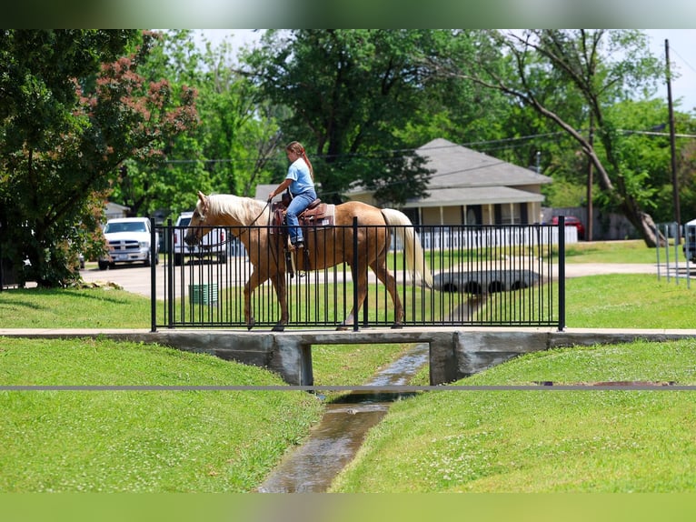 American Quarter Horse Wallach 10 Jahre Palomino in Terrell