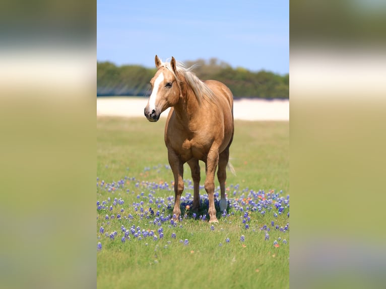 American Quarter Horse Wallach 10 Jahre Palomino in Terrell