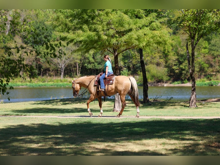 American Quarter Horse Wallach 10 Jahre Palomino in Terrell