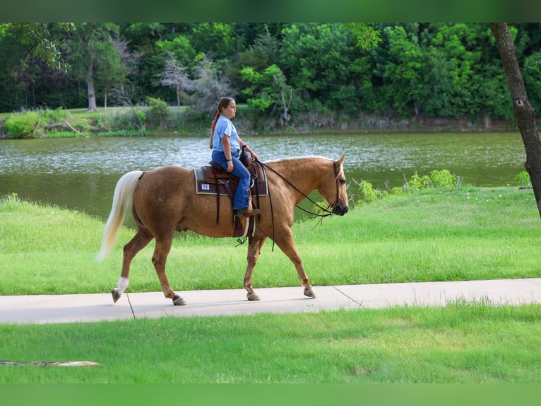 American Quarter Horse Wallach 10 Jahre Palomino in Terrell