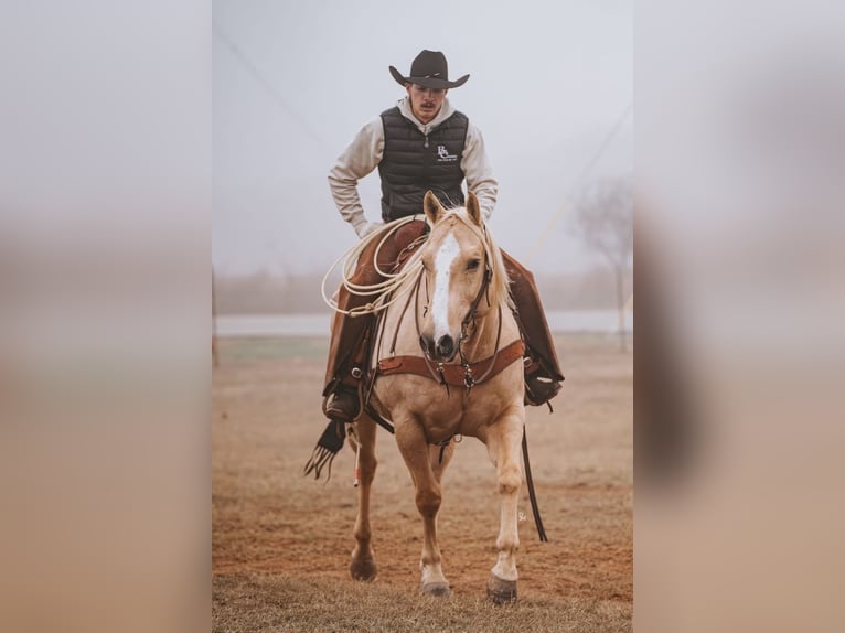 American Quarter Horse Wallach 10 Jahre Palomino in Terrell