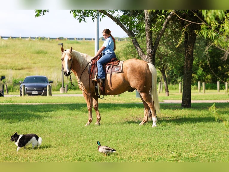 American Quarter Horse Wallach 10 Jahre Palomino in Terrell
