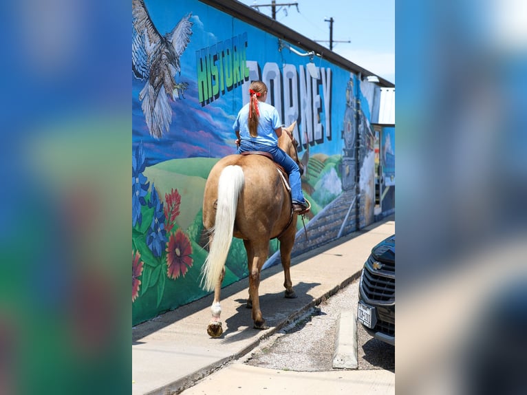 American Quarter Horse Wallach 10 Jahre Palomino in Terrell