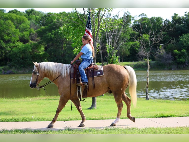 American Quarter Horse Wallach 10 Jahre Palomino in Terrell