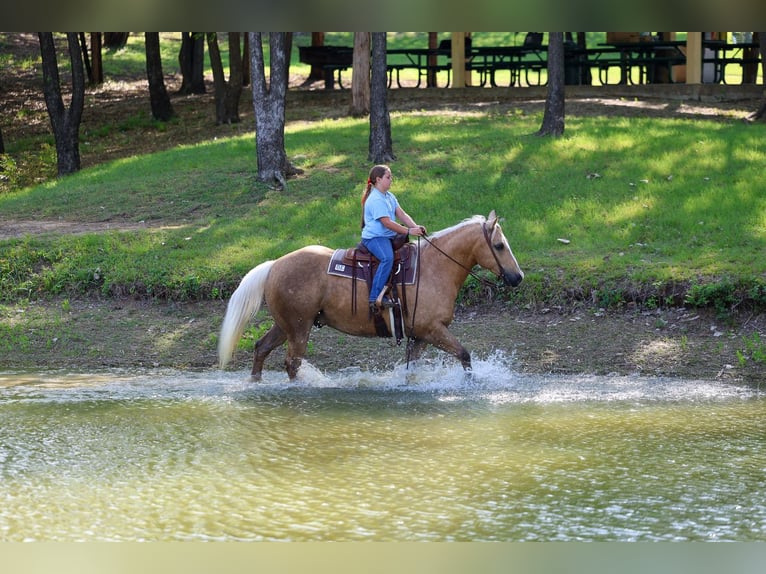 American Quarter Horse Wallach 10 Jahre Palomino in Terrell