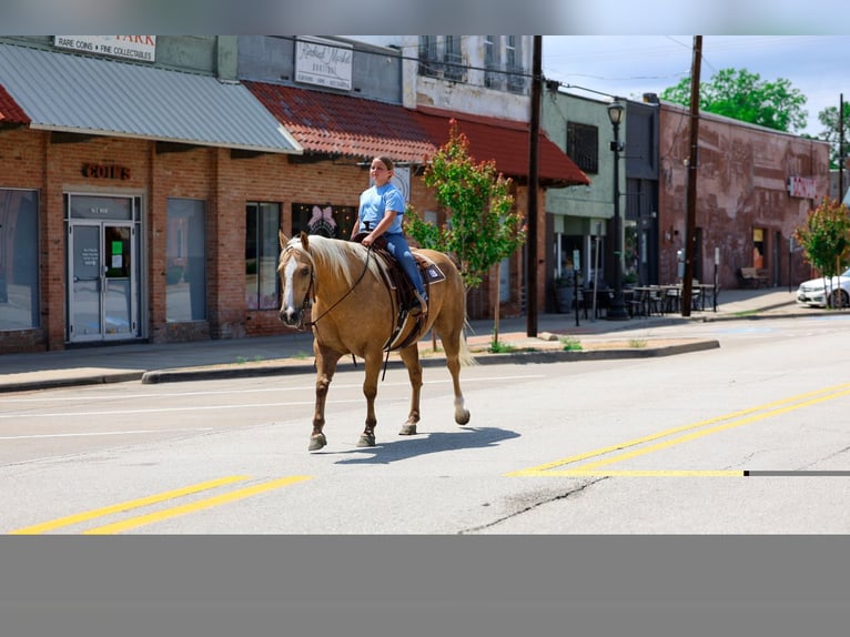 American Quarter Horse Wallach 10 Jahre Palomino in Terrell