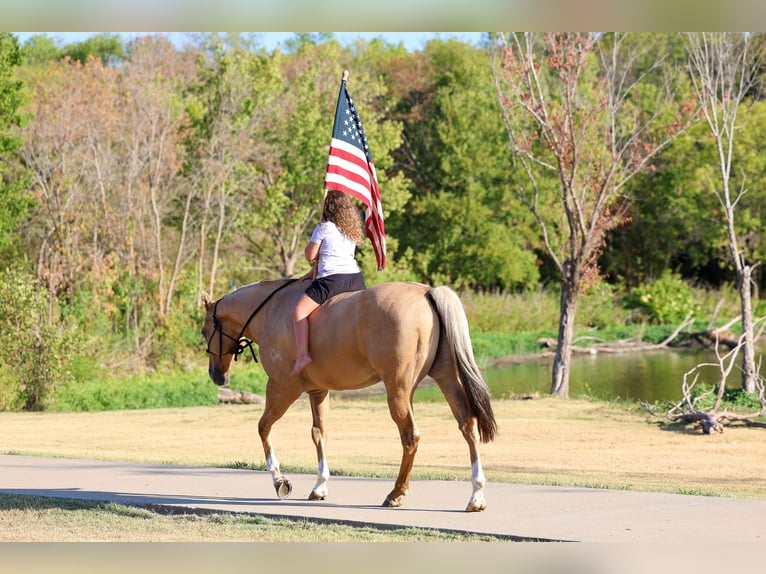 American Quarter Horse Wallach 10 Jahre Palomino in Terrell