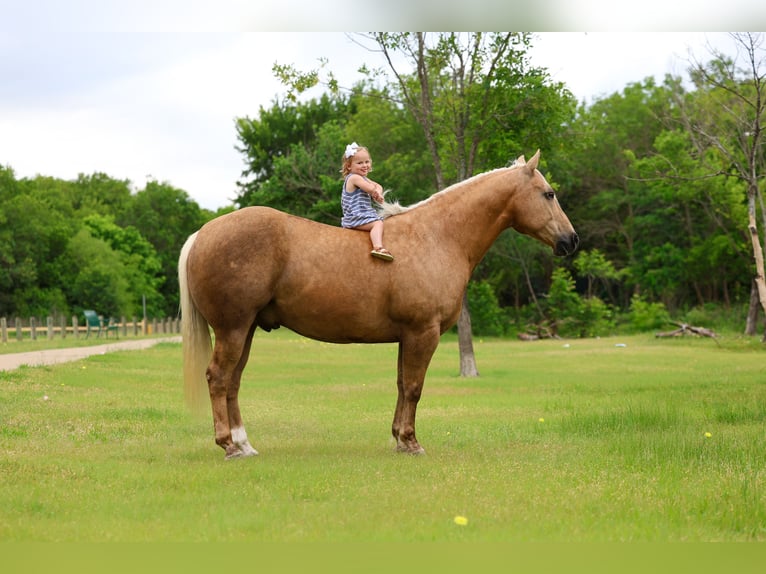 American Quarter Horse Wallach 10 Jahre Palomino in Terrell