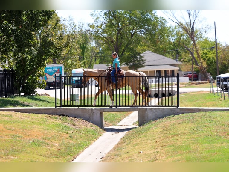 American Quarter Horse Wallach 10 Jahre Palomino in Terrell