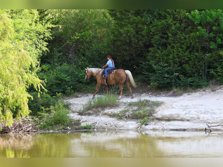 American Quarter Horse Wallach 10 Jahre Palomino in Terrell
