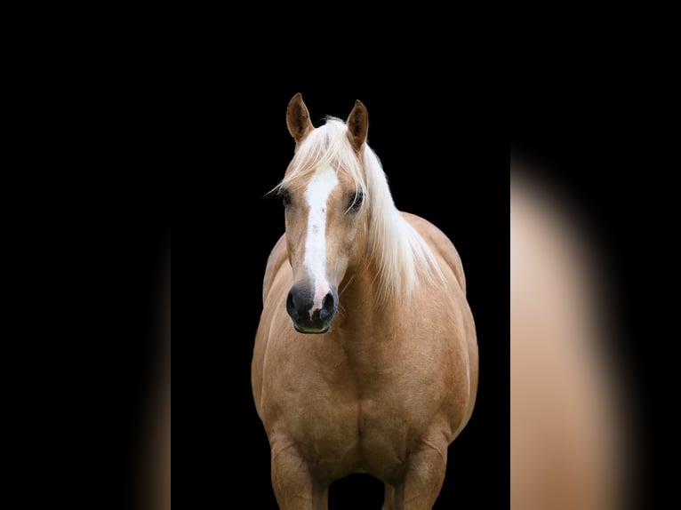 American Quarter Horse Wallach 10 Jahre Palomino in Terrell
