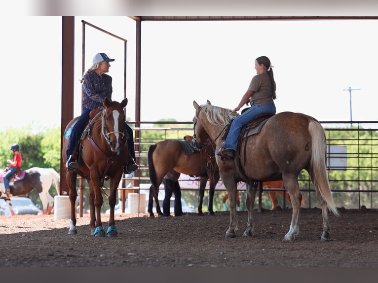 American Quarter Horse Wallach 10 Jahre Palomino in Terrell