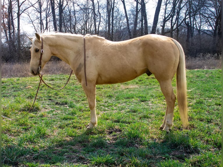 American Quarter Horse Wallach 10 Jahre Palomino in North Judson IN