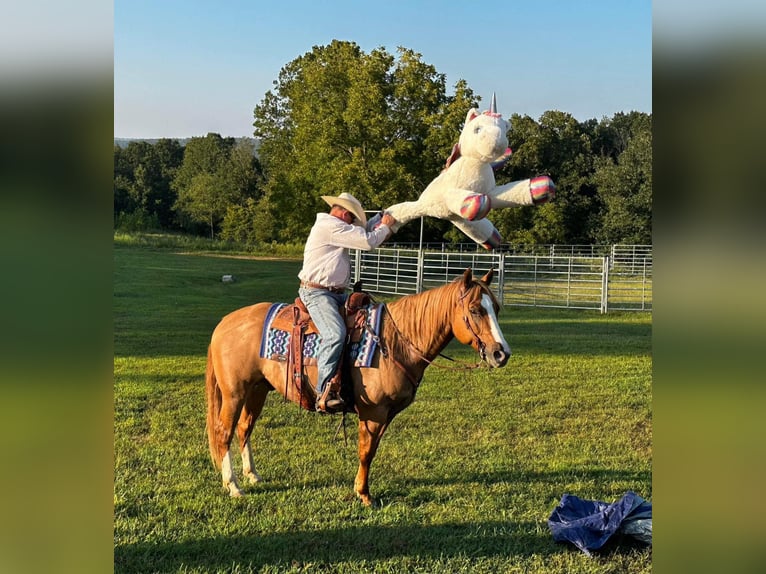 American Quarter Horse Wallach 10 Jahre Red Dun in Moutain Grove MO