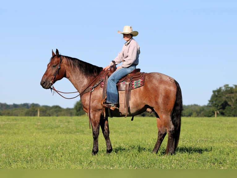 American Quarter Horse Wallach 10 Jahre Roan-Bay in Clarion
