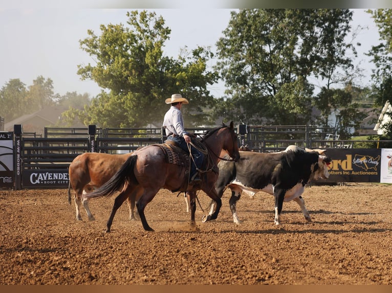 American Quarter Horse Wallach 10 Jahre Roan-Bay in Berea