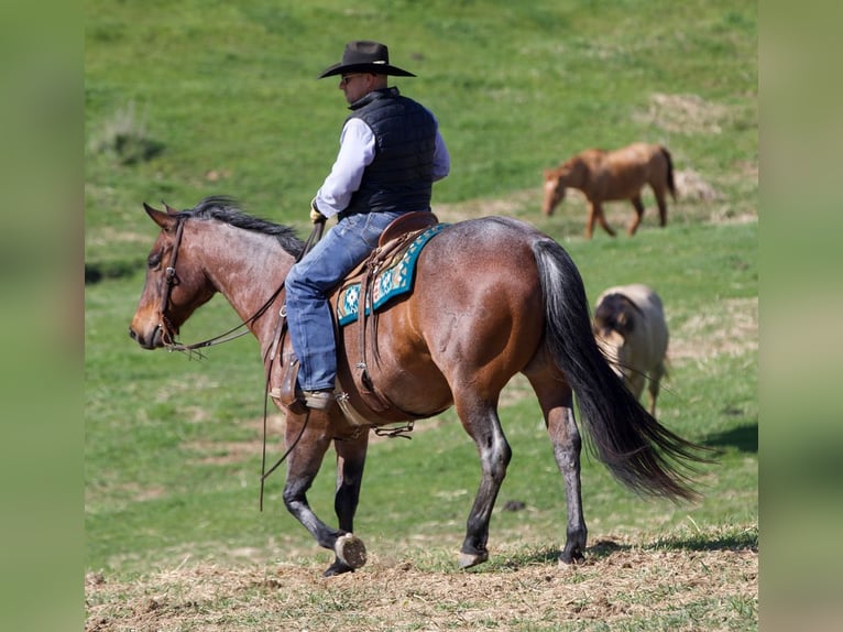 American Quarter Horse Mix Wallach 10 Jahre Roan-Bay in Bernard
