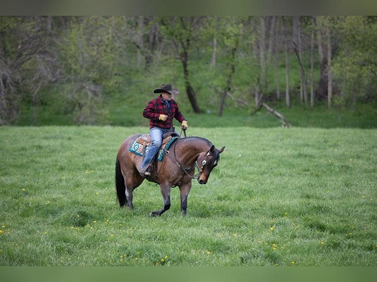 American Quarter Horse Mix Wallach 10 Jahre Roan-Bay in Bernard