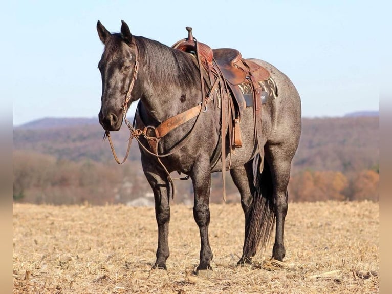 American Quarter Horse Mix Wallach 10 Jahre Roan-Blue in Clarion, PA