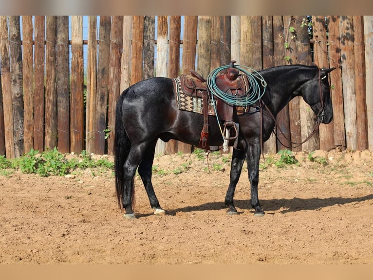 American Quarter Horse Wallach 10 Jahre Roan-Blue in Joshua, TX
