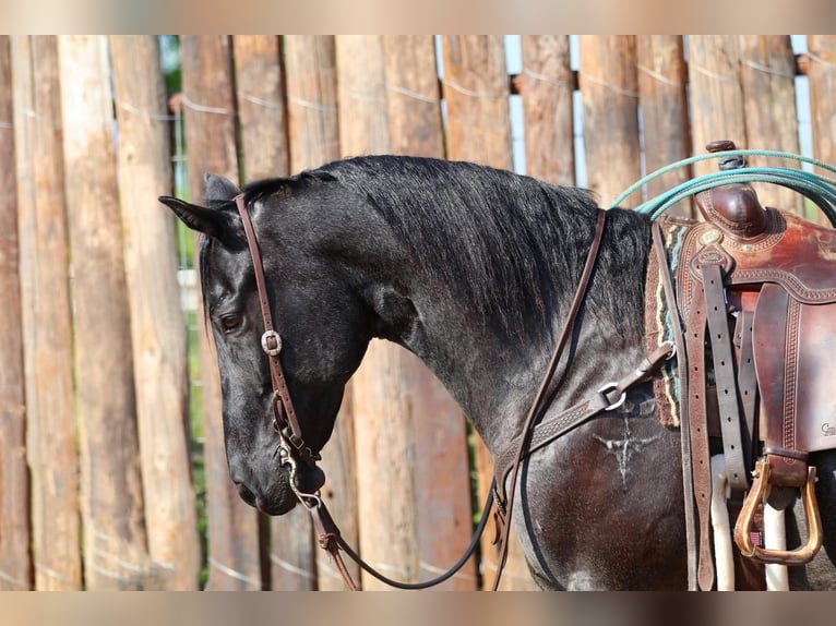 American Quarter Horse Wallach 10 Jahre Roan-Blue in Joshua, TX