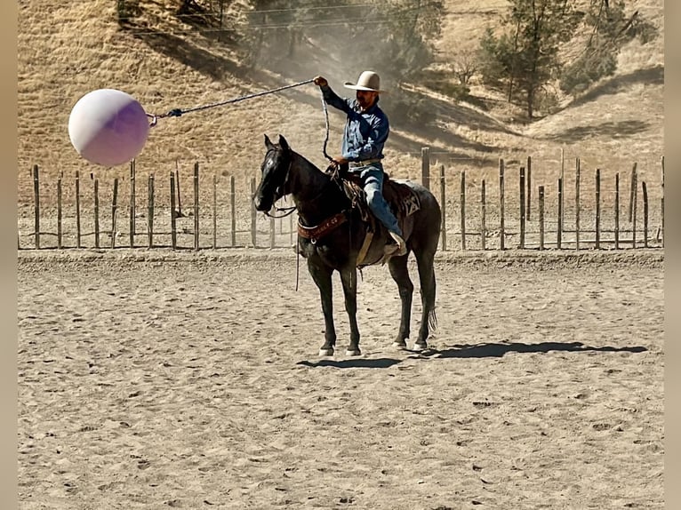 American Quarter Horse Wallach 10 Jahre Roan-Blue in Tres Pinos