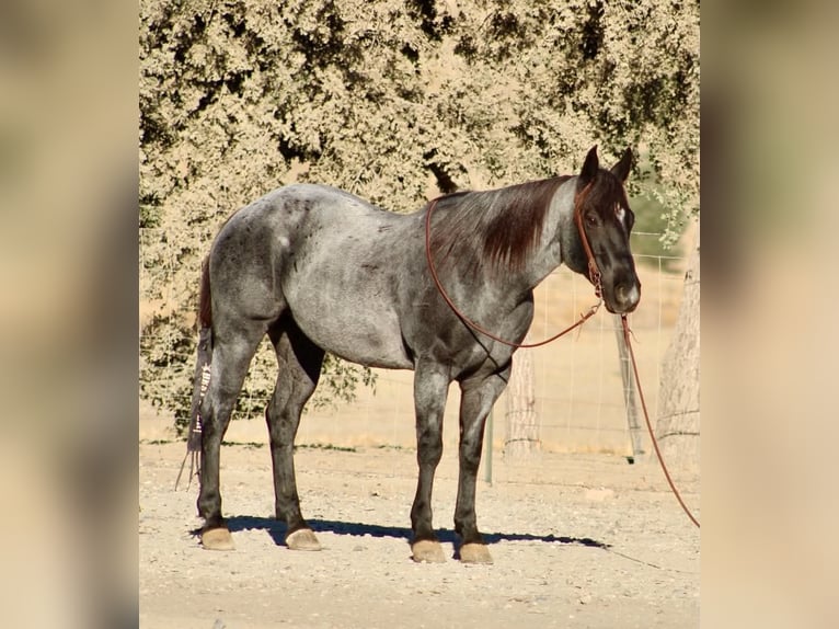 American Quarter Horse Wallach 10 Jahre Roan-Blue in Tres Pinos