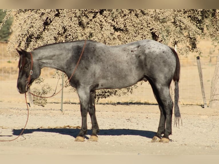 American Quarter Horse Wallach 10 Jahre Roan-Blue in Tres Pinos
