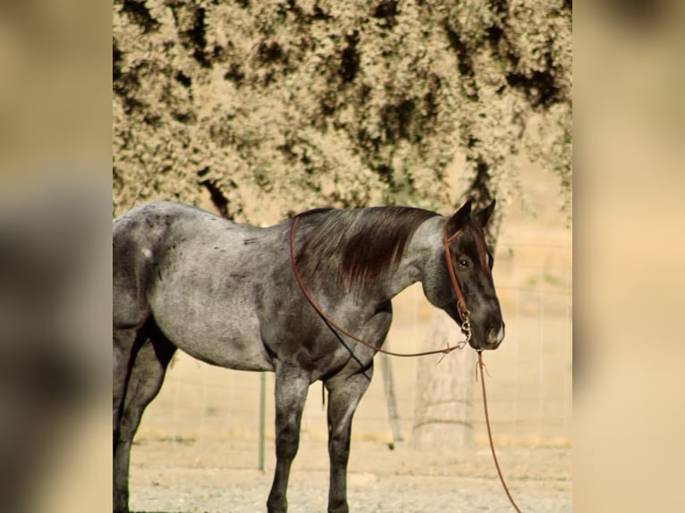 American Quarter Horse Wallach 10 Jahre Roan-Blue in Tres Pinos