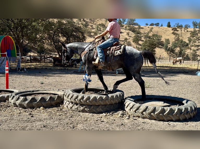American Quarter Horse Wallach 10 Jahre Roan-Blue in Tres Pinos