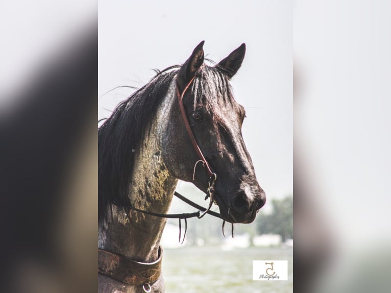 American Quarter Horse Wallach 10 Jahre Roan-Blue in Koontz Lake IN
