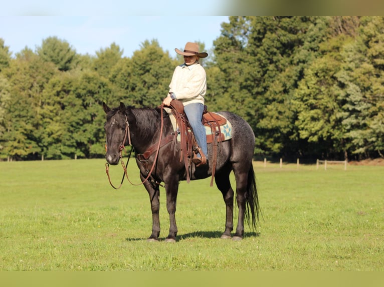 American Quarter Horse Wallach 10 Jahre Roan-Blue in Clarion